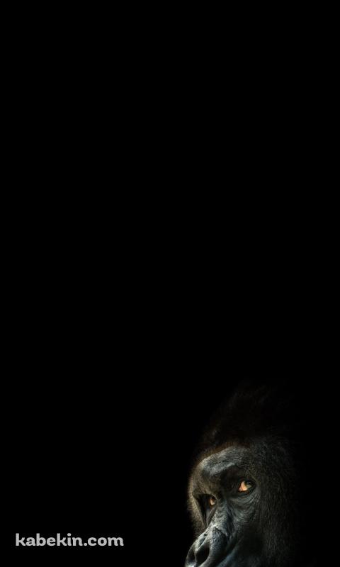 後ろを振り返るゴリラのAndroidの壁紙(480px x 800px) スマホ用