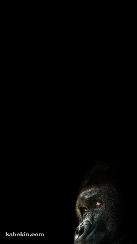 後ろを振り返るゴリラのAndroidの壁紙(540px x 960px) スマホ用