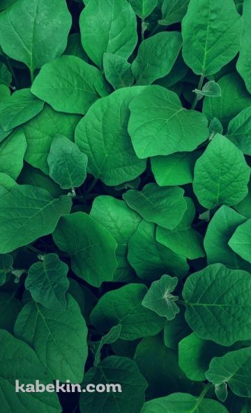 小さな森 苗 実生のAndroidの壁紙(360px x 592px) スマホ用