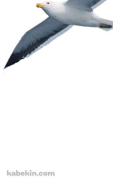 カモメのAndroidの壁紙(360px x 592px) スマホ用
