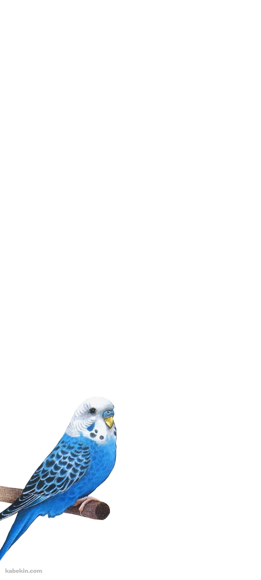 インコのAndroidの壁紙(1080px x 2400px) スマホ用