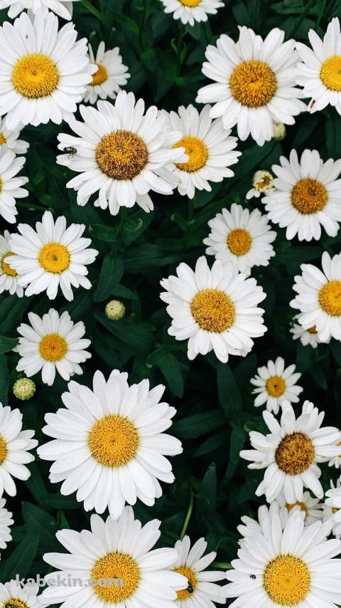 白いデイジーの花のAndroidの壁紙(480px x 854px) スマホ用