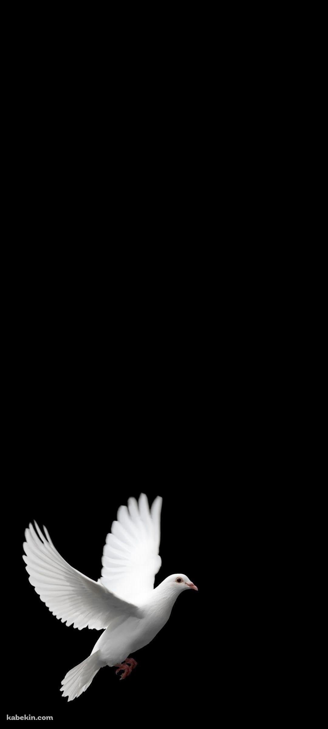 羽ばたく白い鳩のAndroidの壁紙(1080px x 2400px) スマホ用