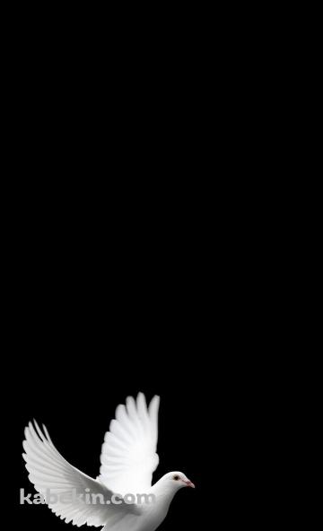 羽ばたく白い鳩のAndroidの壁紙(360px x 592px) スマホ用
