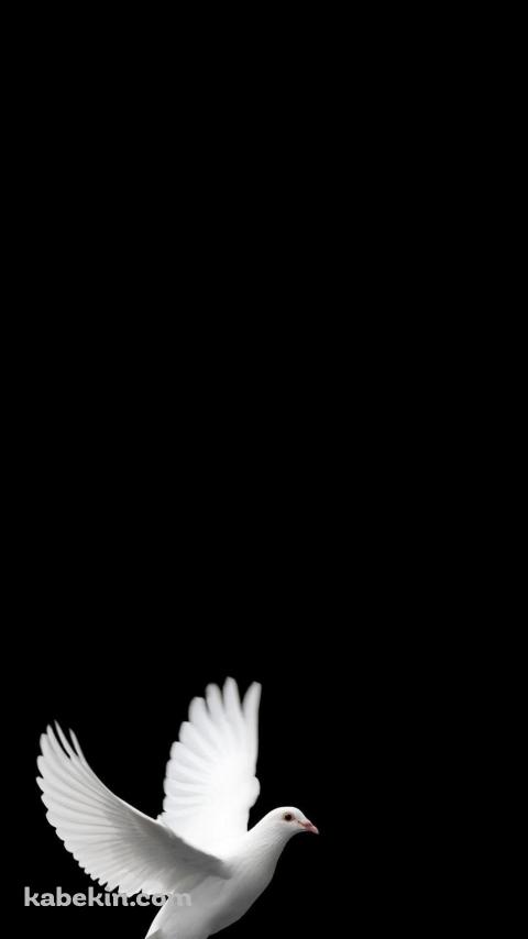 羽ばたく白い鳩のAndroidの壁紙(480px x 854px) スマホ用
