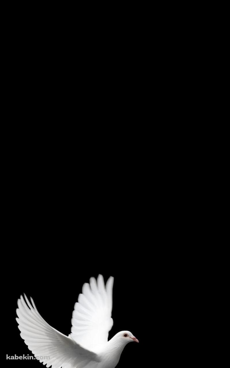 羽ばたく白い鳩のAndroidの壁紙(800px x 1280px) スマホ用