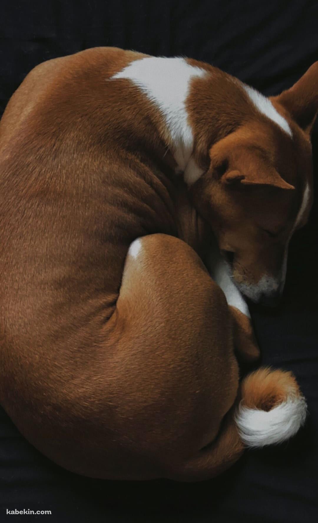 黒いベッドの上で寝る犬 バセンジーのAndroidの壁紙(1080px x 1776px) スマホ用