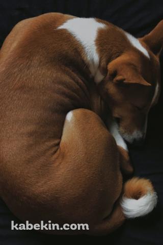 黒いベッドの上で寝る犬 バセンジーのAndroidの壁紙(320px x 480px) スマホ用