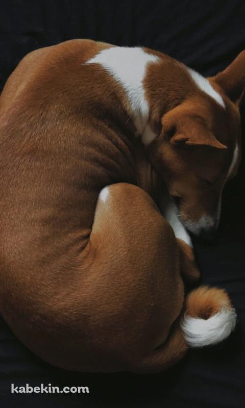 黒いベッドの上で寝る犬 バセンジーのAndroidの壁紙(480px x 800px) スマホ用