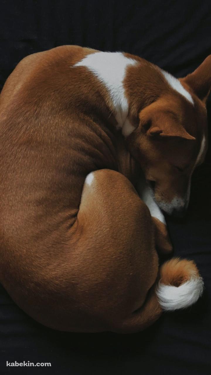 黒いベッドの上で寝る犬 バセンジーのAndroidの壁紙(720px x 1280px) スマホ用