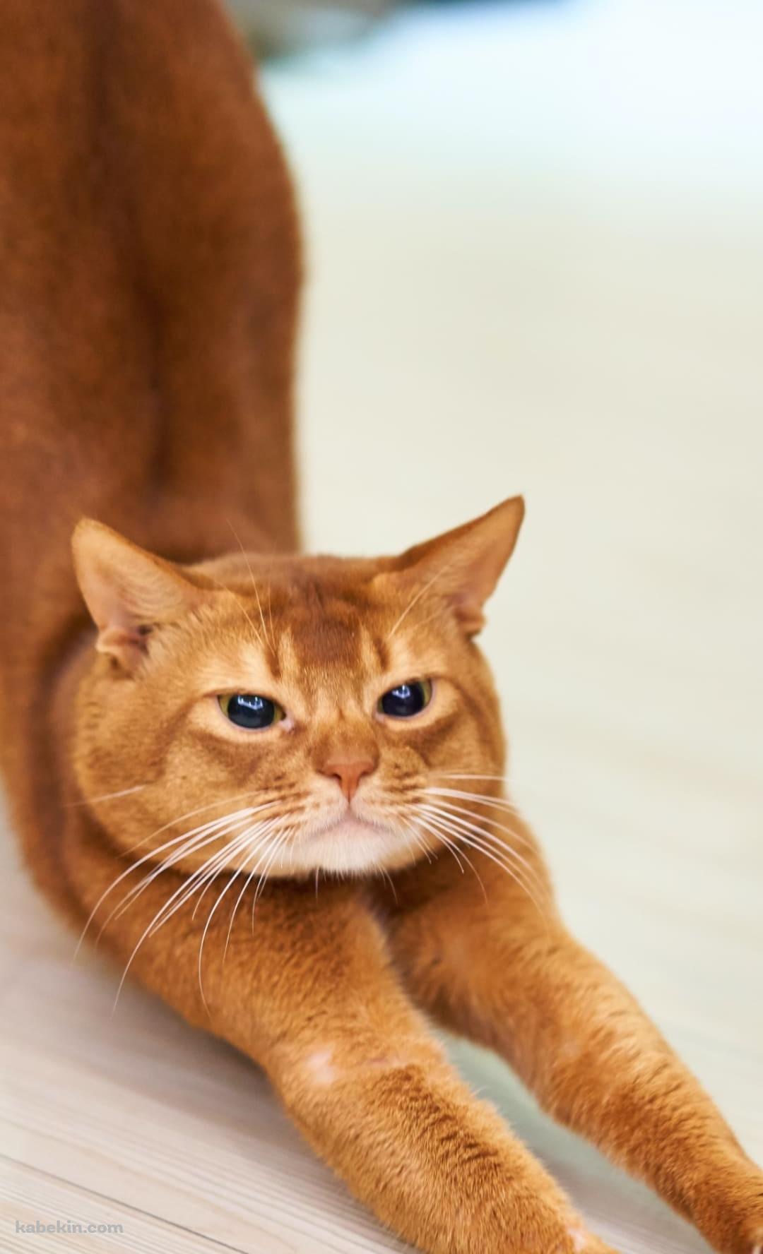 ストレッチをする茶色の猫のAndroidの壁紙(1080px x 1776px) スマホ用