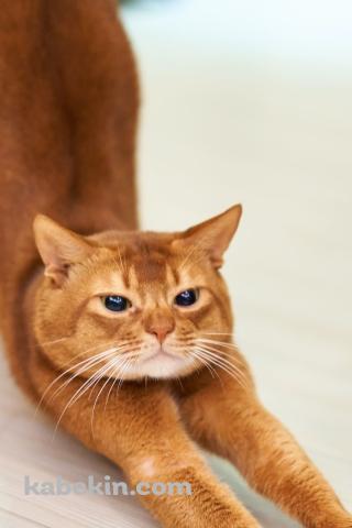ストレッチをする茶色の猫のAndroidの壁紙(320px x 480px) スマホ用