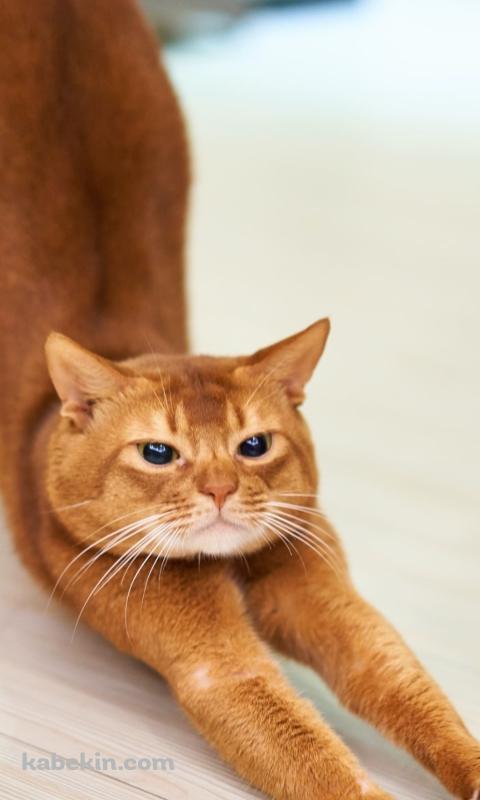 ストレッチをする茶色の猫のAndroidの壁紙(480px x 800px) スマホ用