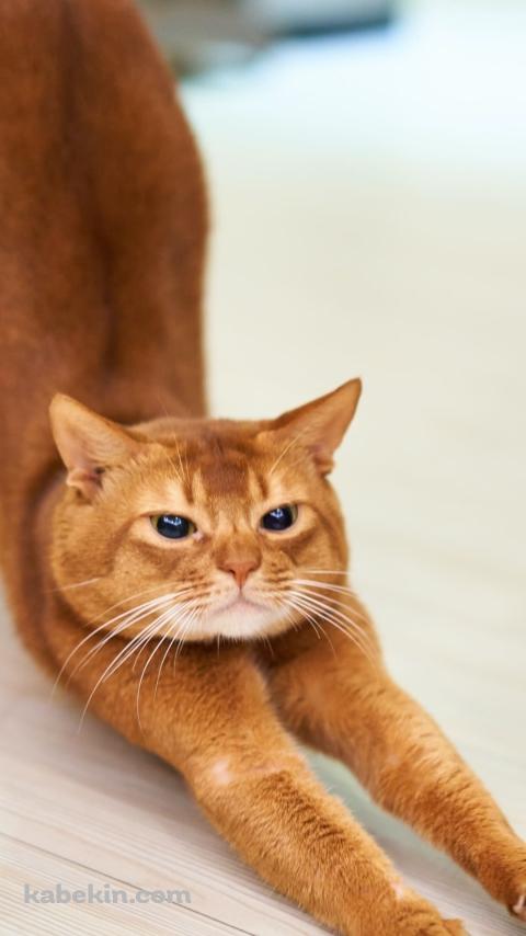 ストレッチをする茶色の猫のAndroidの壁紙(480px x 854px) スマホ用