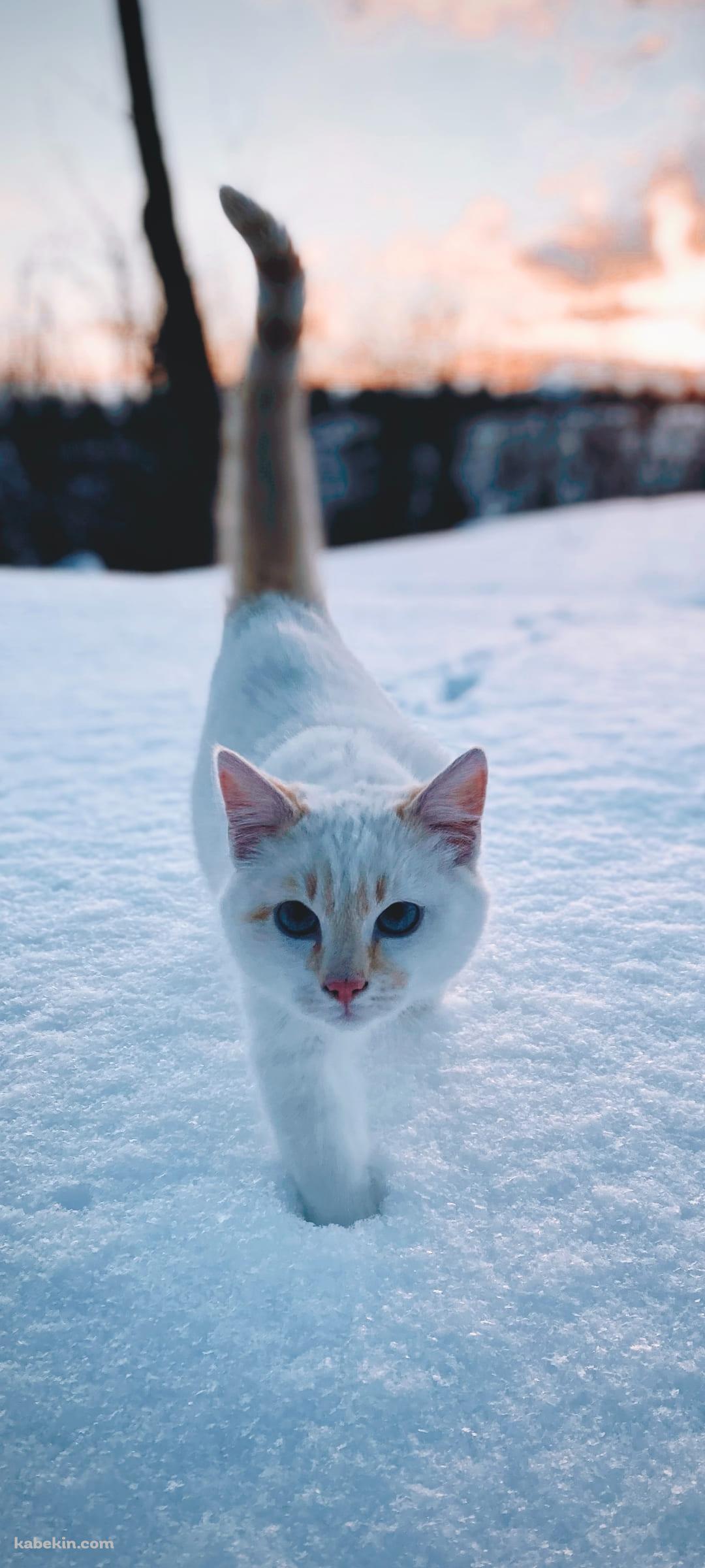 雪の中を歩く白い猫のAndroidの壁紙(1080px x 2400px) スマホ用