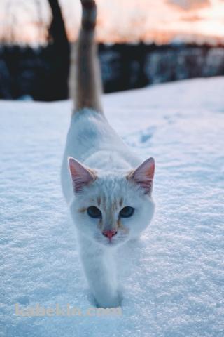 雪の中を歩く白い猫のAndroidの壁紙(320px x 480px) スマホ用