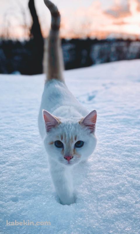 雪の中を歩く白い猫のAndroidの壁紙(480px x 800px) スマホ用
