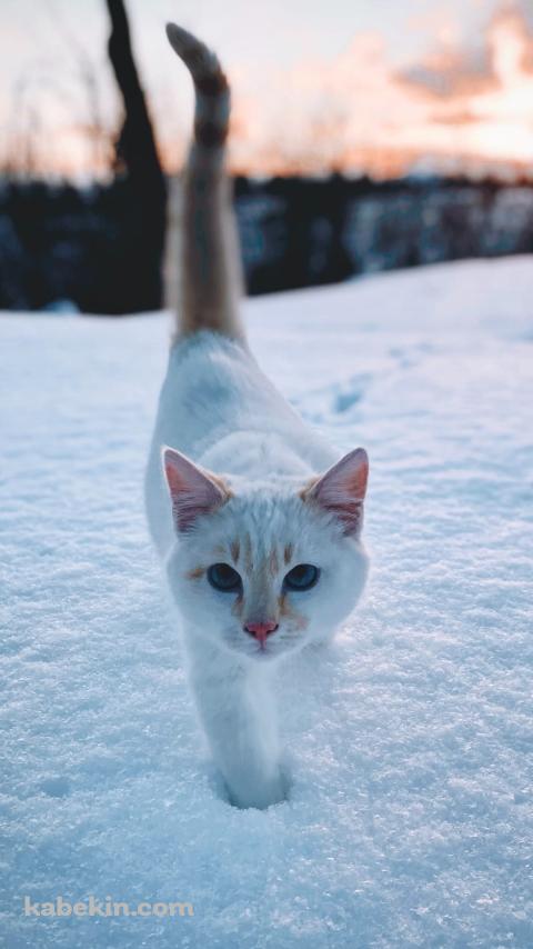 雪の中を歩く白い猫のAndroidの壁紙(480px x 854px) スマホ用