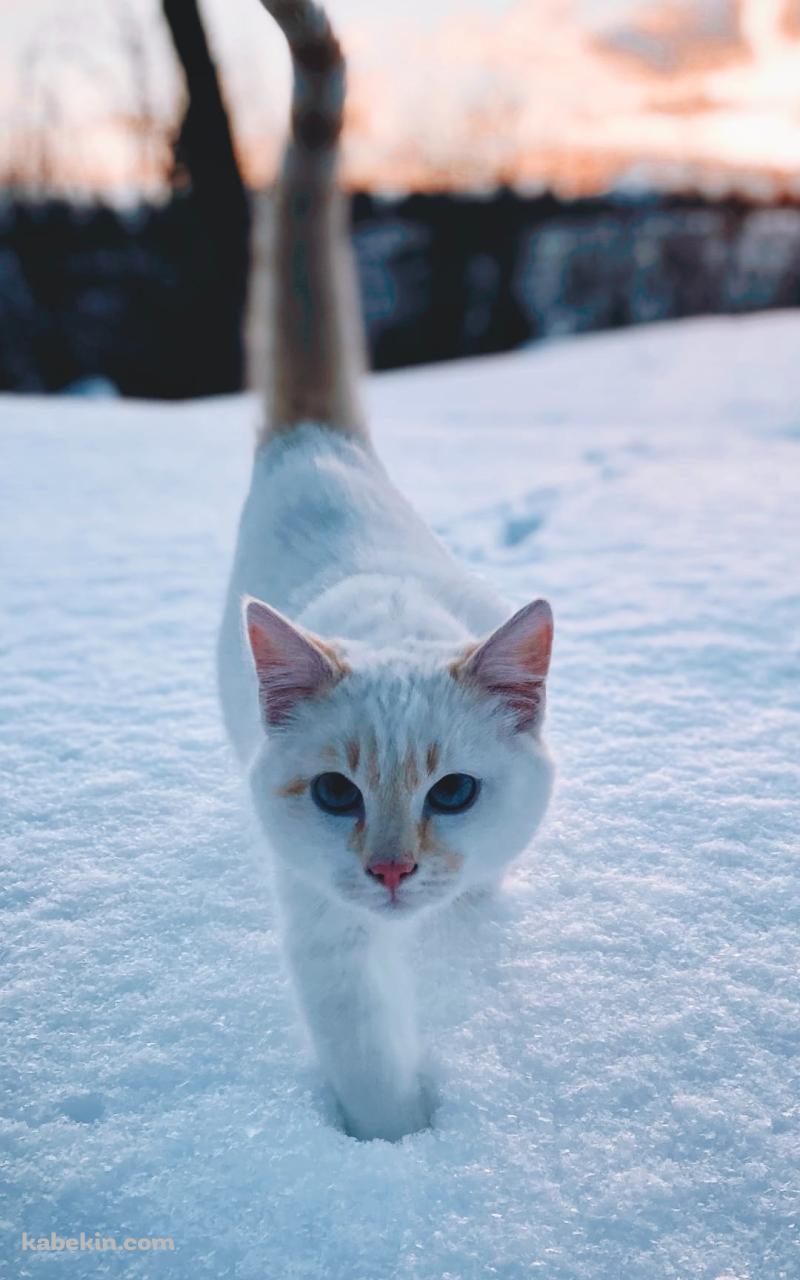 雪の中を歩く白い猫のAndroidの壁紙(800px x 1280px) スマホ用