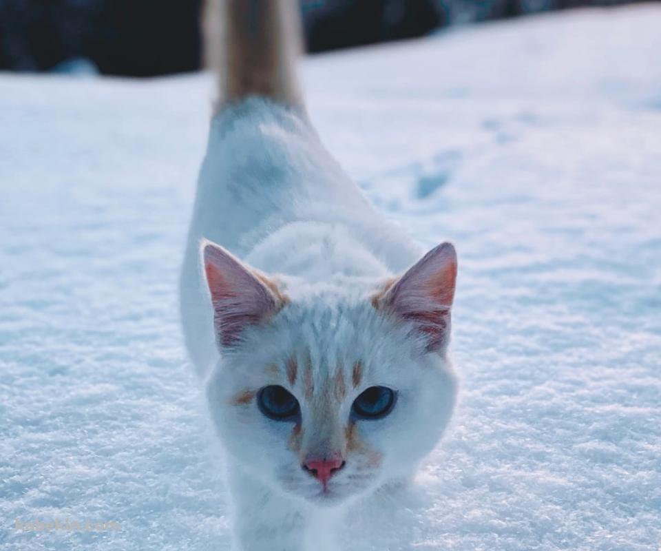 雪の中を歩く白い猫のAndroidの壁紙(960px x 800px) スマホ用