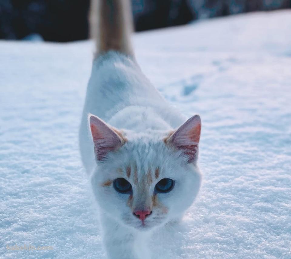 雪の中を歩く白い猫のAndroidの壁紙(960px x 854px) スマホ用