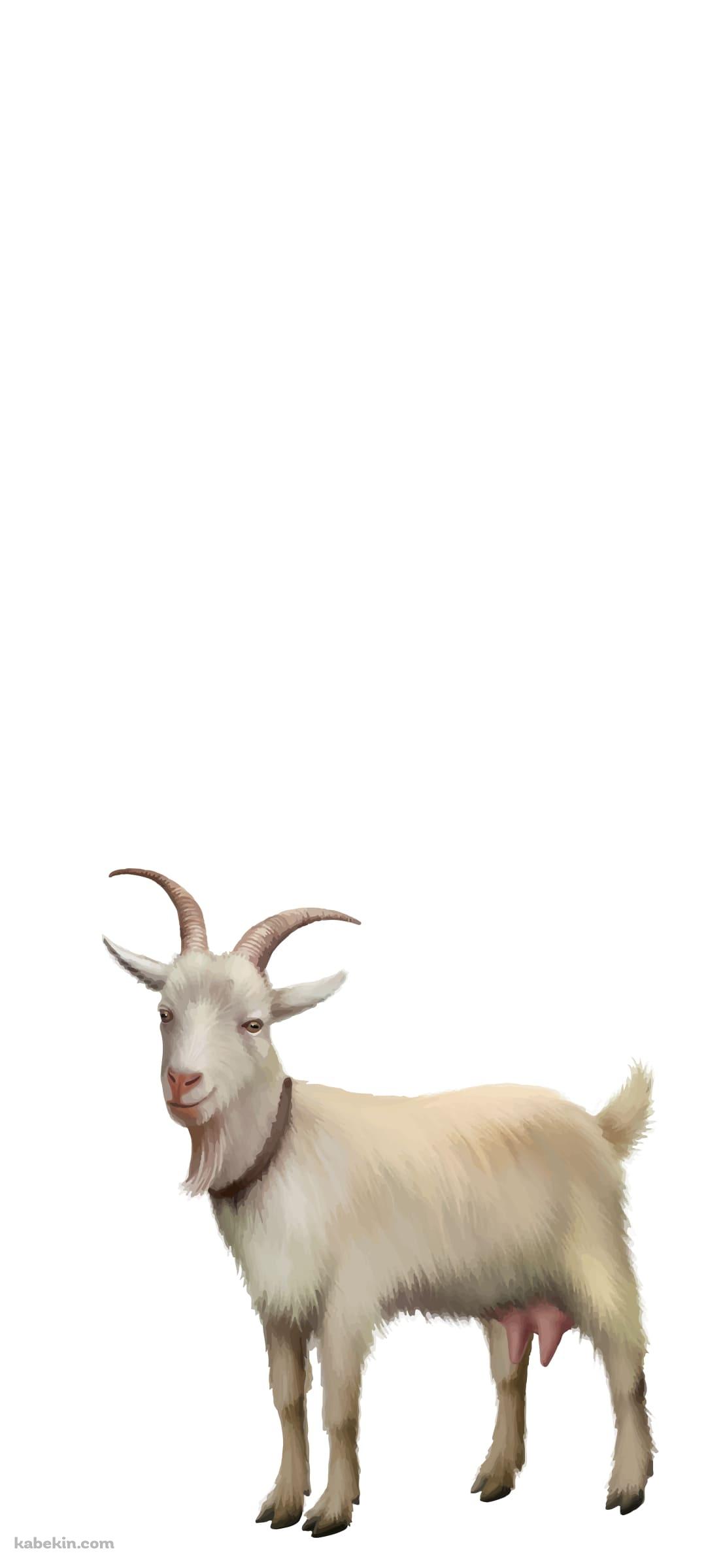 白い山羊のAndroidの壁紙(1080px x 2400px) スマホ用