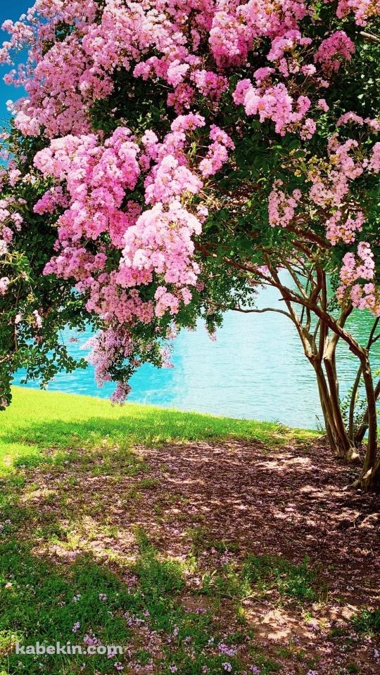 湖畔近くの綺麗な桜のAndroidの壁紙(540px x 960px) スマホ用