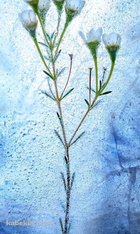 氷の中の白い花のAndroidの壁紙(480px x 800px) スマホ用