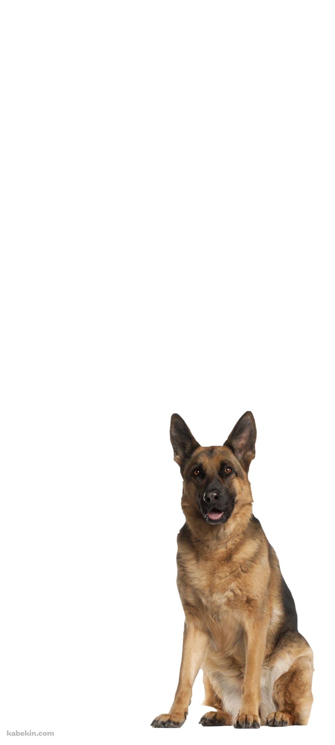シェパード 犬のAndroidの壁紙(1080px x 2400px) スマホ用