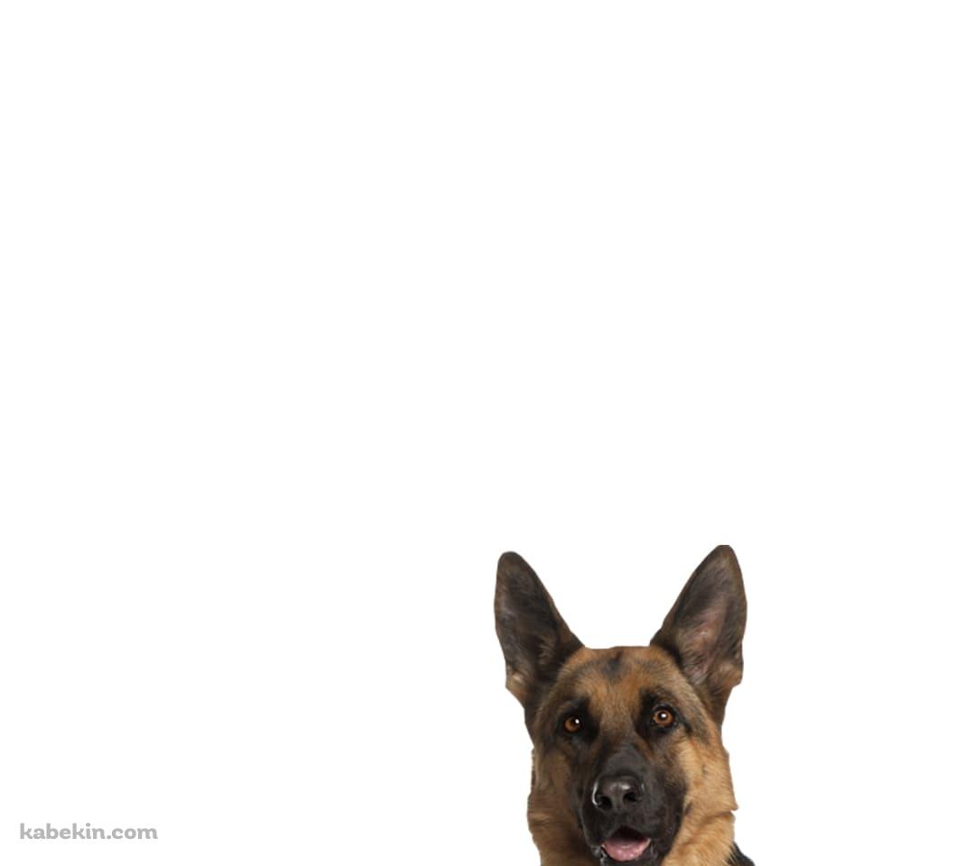 シェパード 犬のAndroidの壁紙(1080px x 960px) スマホ用