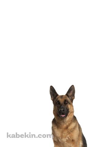 シェパード 犬のAndroidの壁紙(320px x 480px) スマホ用