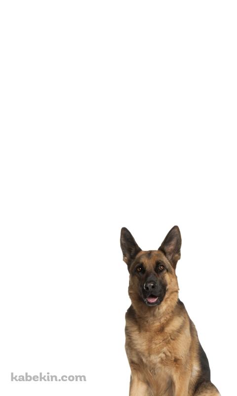 シェパード 犬のAndroidの壁紙(480px x 800px) スマホ用