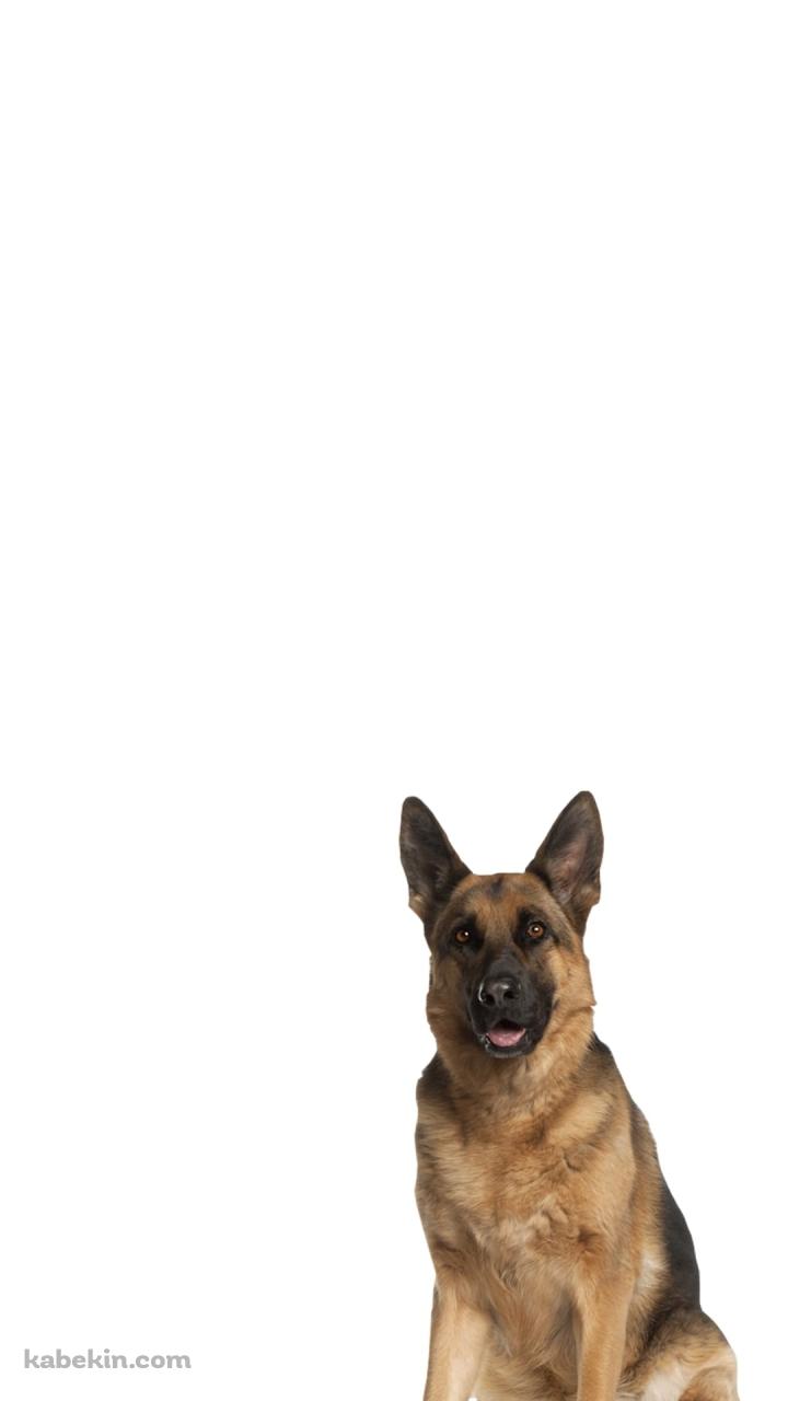 シェパード 犬のAndroidの壁紙(720px x 1280px) スマホ用