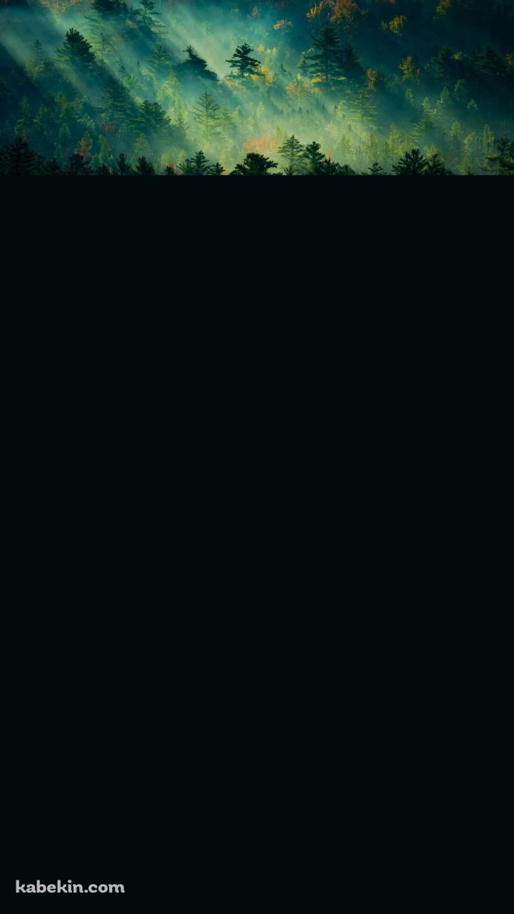 光射す新緑の森のAndroidの壁紙(720px x 1280px) スマホ用