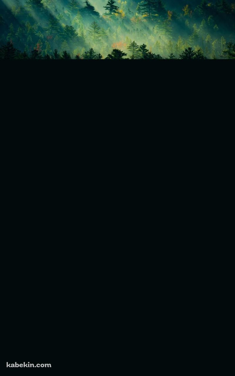光射す新緑の森のAndroidの壁紙(800px x 1280px) スマホ用