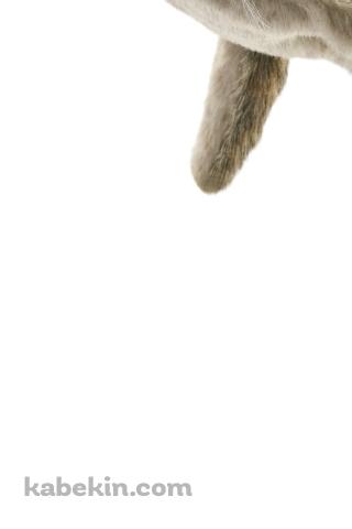 ムササビのAndroidの壁紙(320px x 480px) スマホ用