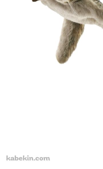 ムササビのAndroidの壁紙(360px x 592px) スマホ用