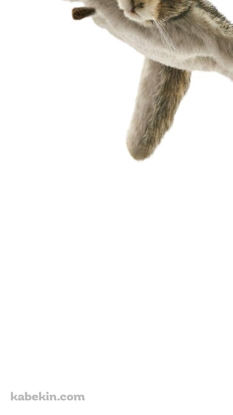 ムササビのAndroidの壁紙(480px x 854px) スマホ用