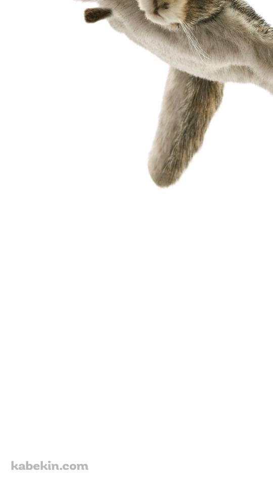 ムササビのAndroidの壁紙(540px x 960px) スマホ用