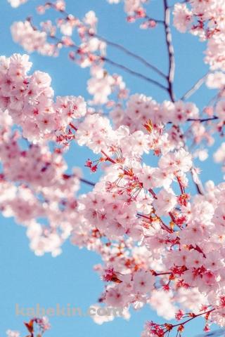 ピンク 開花する桜の花のAndroidの壁紙(320px x 480px) スマホ用