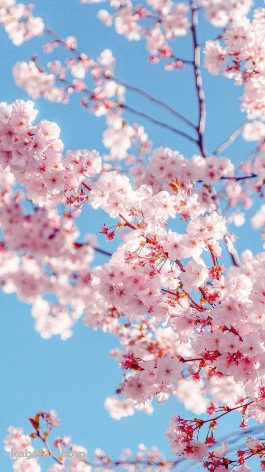 ピンク 開花する桜の花のAndroidの壁紙(540px x 960px) スマホ用