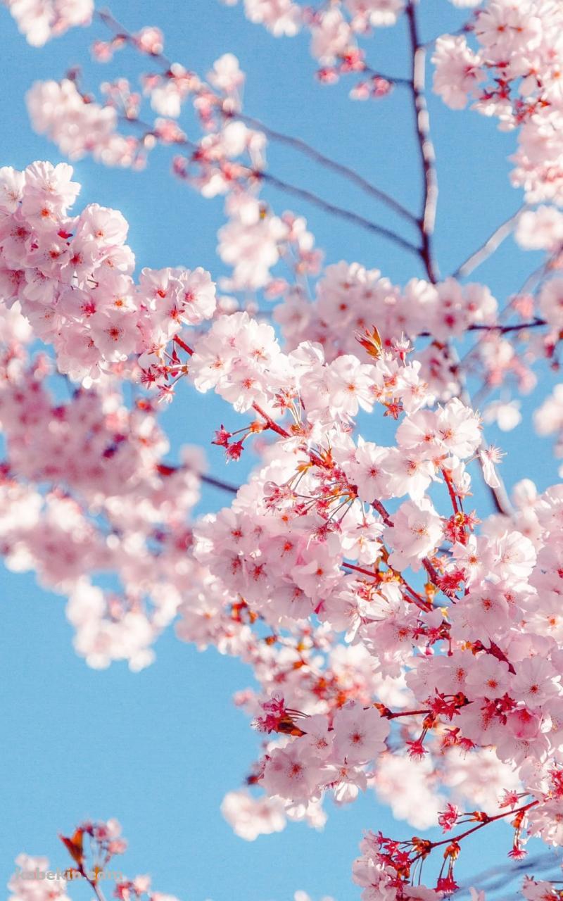 ピンク 開花する桜の花のAndroidの壁紙(800px x 1280px) スマホ用