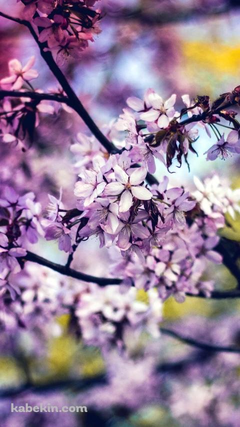 紫 満開の桜 春爛漫のAndroidの壁紙(480px x 854px) スマホ用