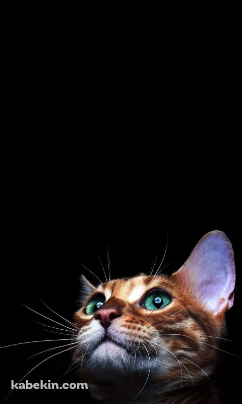 緑の目の茶色い猫のAndroidの壁紙(480px x 800px) スマホ用