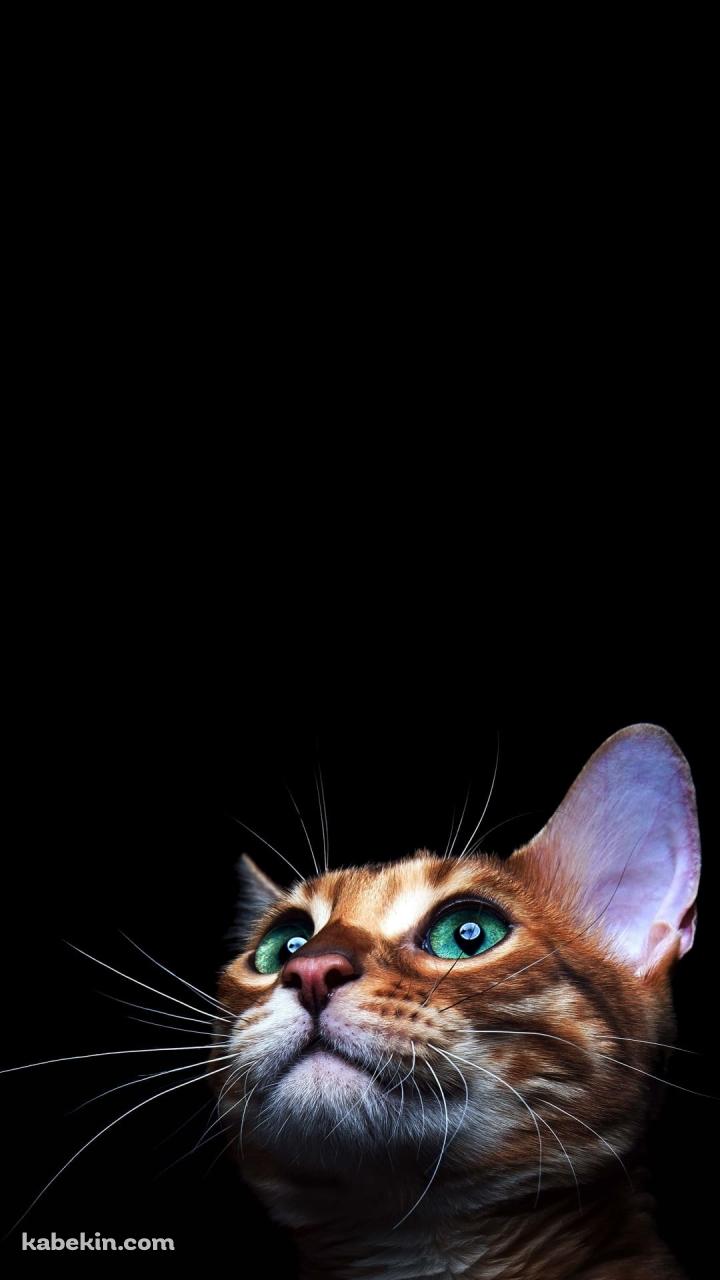 緑の目の茶色い猫のAndroidの壁紙(720px x 1280px) スマホ用