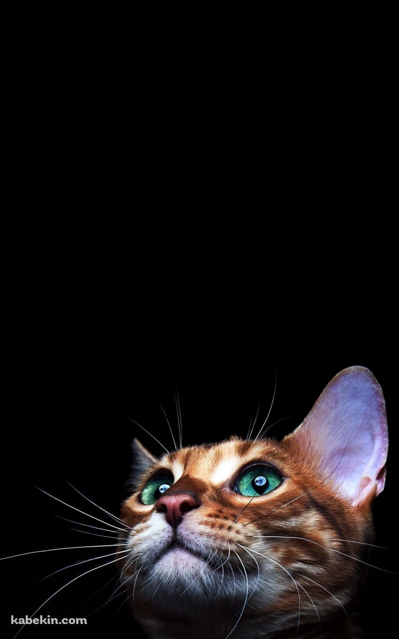 緑の目の茶色い猫のAndroidの壁紙(800px x 1280px) スマホ用