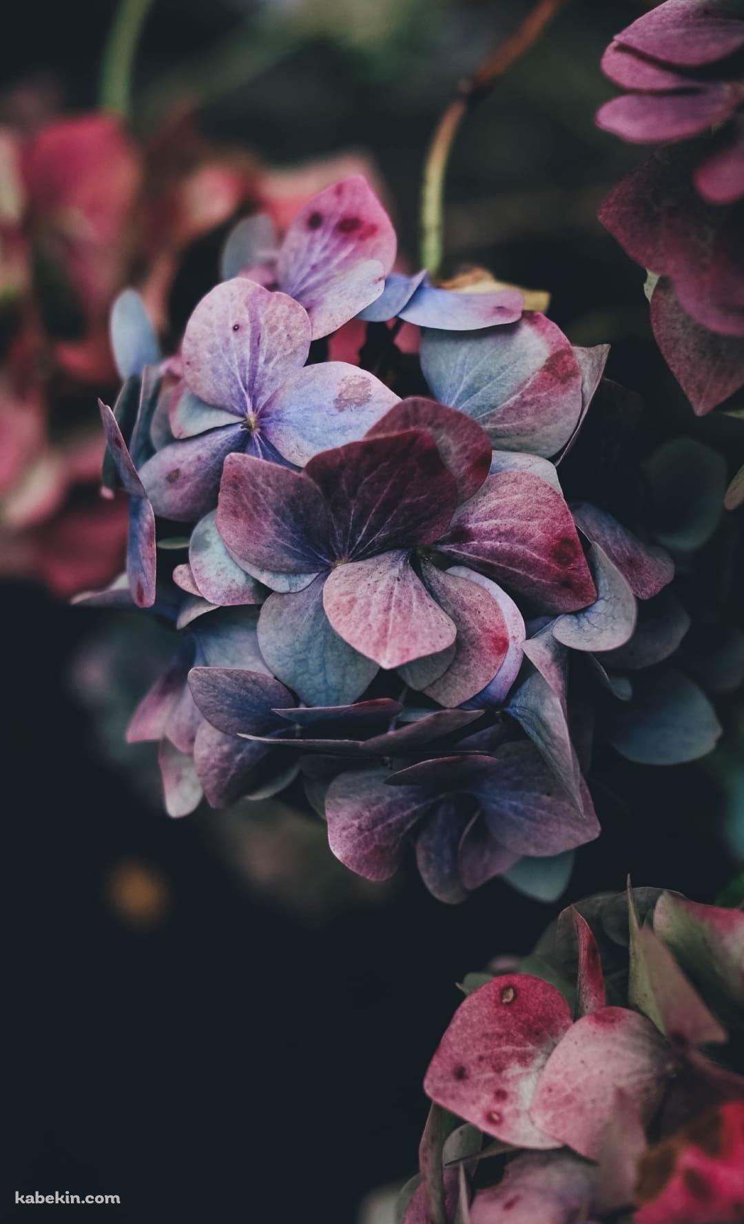 綺麗な紫のアジサイのAndroidの壁紙(1080px x 1776px) スマホ用