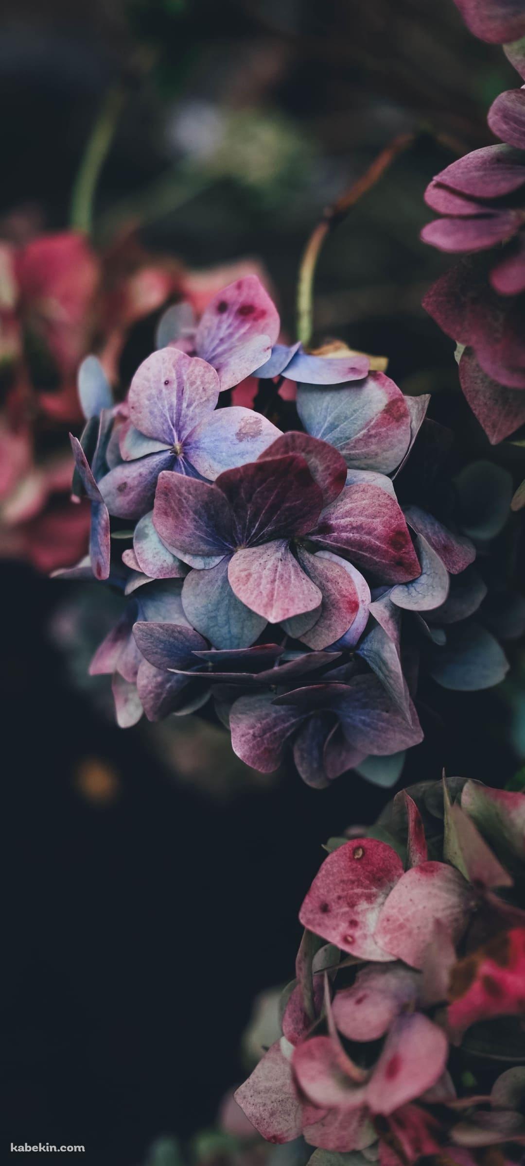 綺麗な紫のアジサイのAndroidの壁紙(1080px x 2400px) スマホ用