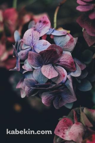 綺麗な紫のアジサイのAndroidの壁紙(320px x 480px) スマホ用