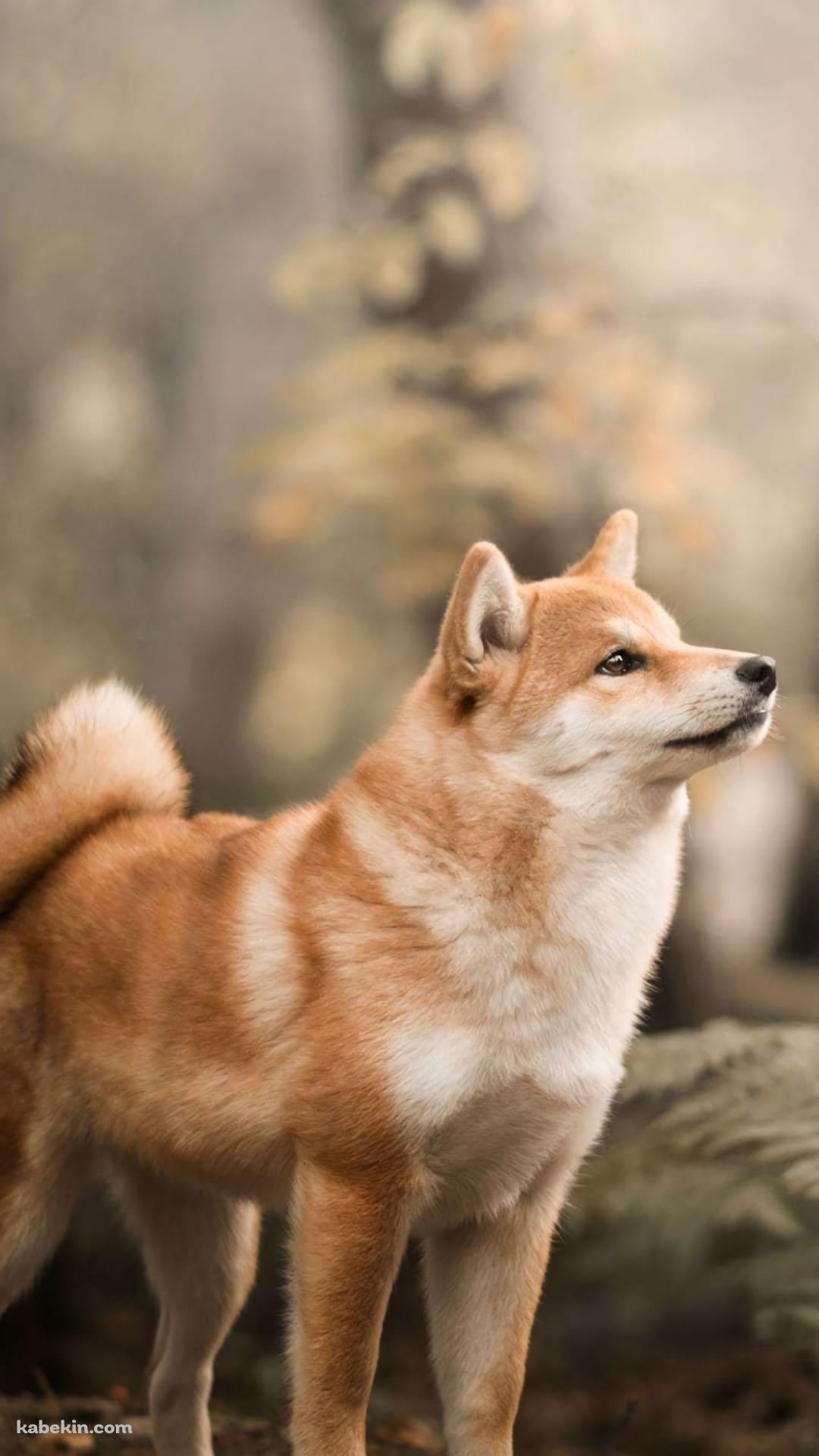 佇む柴犬のAndroidの壁紙(1080px x 1920px) スマホ用